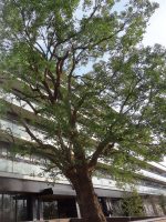 ウエリスオリーブ成城学園前